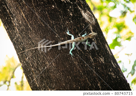 Blue chameleon on tree Blue chameleon on tree 80743715