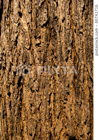 bark old tree. wood texture bark old tree. wood texture 80743716