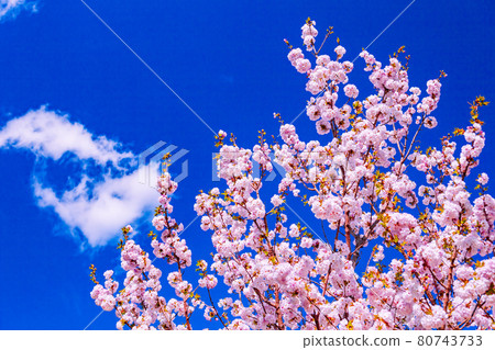 Cherry blossoms and clouds Cherry blossoms and clouds 80743733