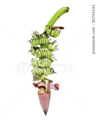 Banana head or flower of a banana tree. 80744191