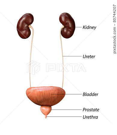 Kidneys and bladder, kidneys icon, Human organs, medicine, treatment. Flat design, 3d render, 80744207