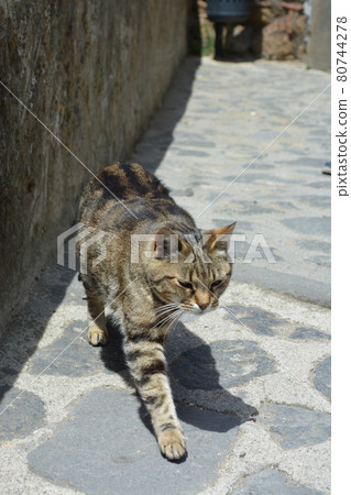我在意大利遇到的貓 我在意大利遇到的貓 80744278
