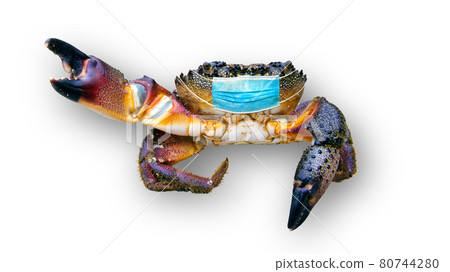 Doctor crab. Large crab in a medical mask on white background, concept of protection against covid 80744280