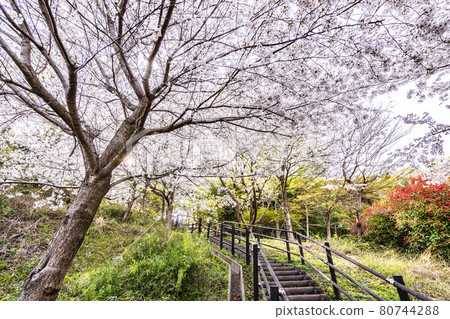日吉之丘公園 80744288