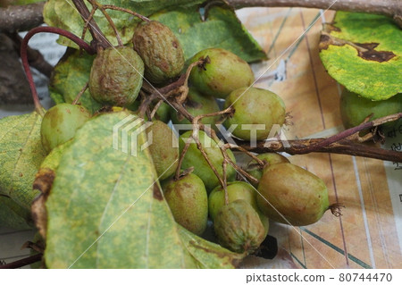 收穫的 A. arguta 80744470