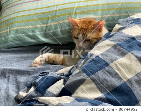 deep sleeping cat on the bed deep sleeping cat on the bed 80744952