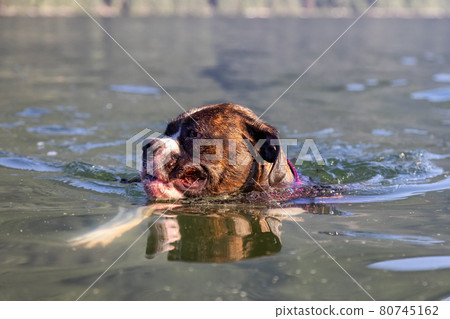 Playful and Funny Boxer Dog swimming in the water 80745162