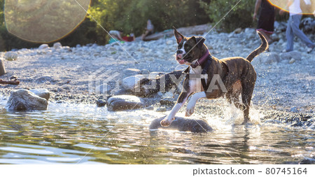 Playful and Funny Boxer Dog swimming in the water 80745164