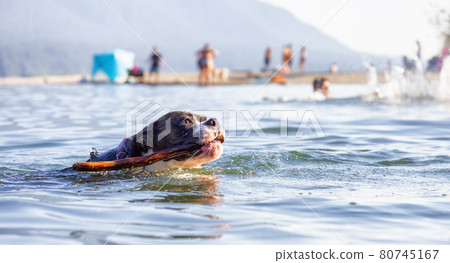 Playful and Funny Boxer Dog swimming in the water 80745167