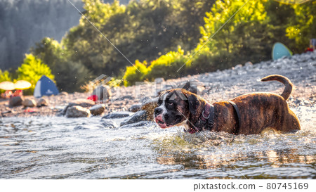 Playful and Funny Boxer Dog swimming in the water 80745169