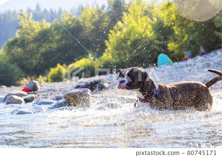 Playful and Funny Boxer Dog swimming in the water 80745171