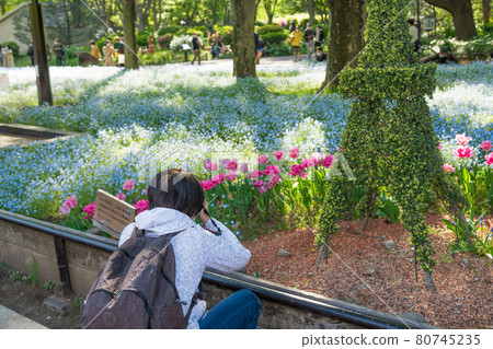 【在日比谷公園觀賞花粉蝶和郁金香的女性】 【在日比谷公園觀賞花粉蝶和郁金香的女性】 80745235