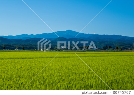 白山遠景和稻田(來自石川縣能美市女犬町)8月拍攝 白山遠景和稻田(來自石川縣能美市女犬町)8月拍攝 80745767