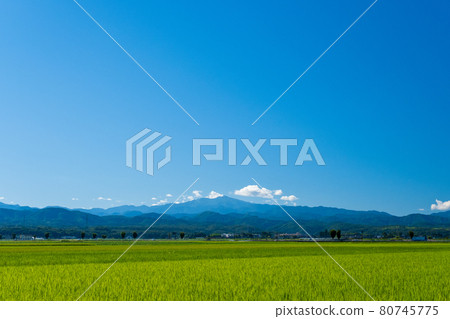 白山遠景和稻田（來自石川縣能美市女犬町）8月拍攝 80745775
