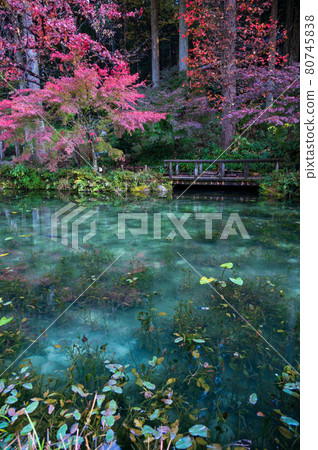 一個無名的池塘，秋色美麗，俗稱莫奈池塘 80745838