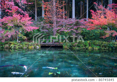 一個無名的池塘,秋色美麗,俗稱莫奈池塘 一個無名的池塘,秋色美麗,俗稱莫奈池塘 80745845