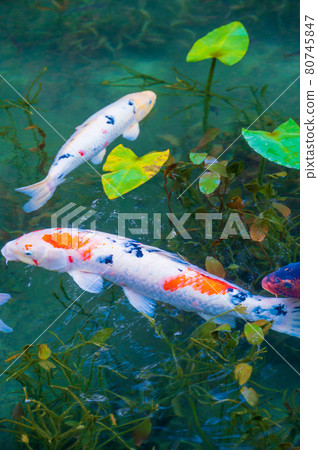 一個無名的池塘，秋色美麗，俗稱莫奈池塘 80745847