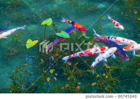 An unnamed pond with beautiful autumn colors, commonly known as Monet's Pond 80745849