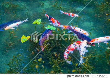 An unnamed pond with beautiful autumn colors, commonly known as Monet's Pond 80745850