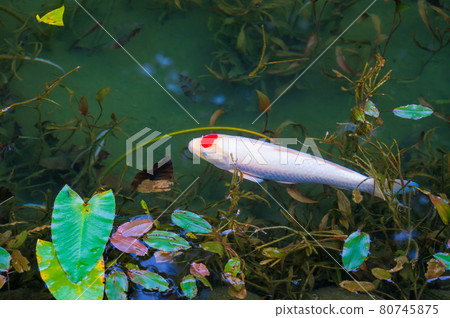 An unnamed pond with beautiful autumn colors, commonly known as Monet's Pond An unnamed pond with beautiful autumn colors, commonly known as Monet's Pond 80745875
