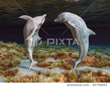Two dolphins in an underwater landscape Two dolphins in an underwater landscape 80746891
