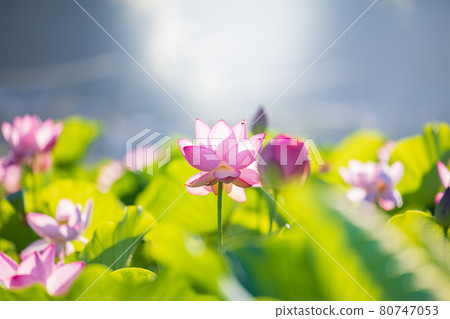 Lotus flower  80747053
