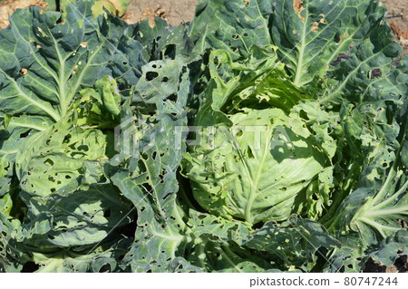 Cabbage field 80747244