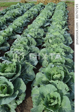 Cabbage field 80747245