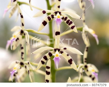 Western Orchid Epidendolm Prismatocarpum 80747379