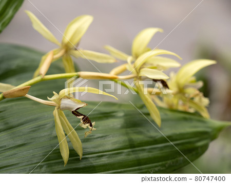 西部蘭花 Coelogyne pandurata 80747400