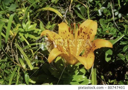 百合maculatum 80747401