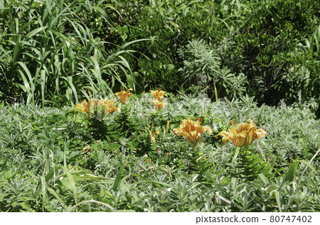 百合maculatum 百合maculatum 80747402