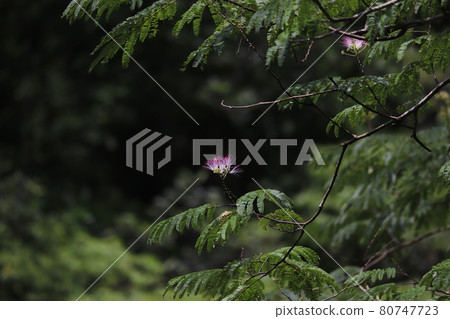 Brilliantly blooming silk tree flowers Brilliantly blooming silk tree flowers 80747723