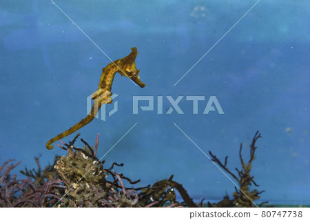 Seahorse Pipefish Dragon Spawn Seahorse Pipefish Dragon Spawn 80747738