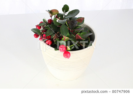 A wintergreen plant in a white pot and background A wintergreen plant in a white pot and background 80747906