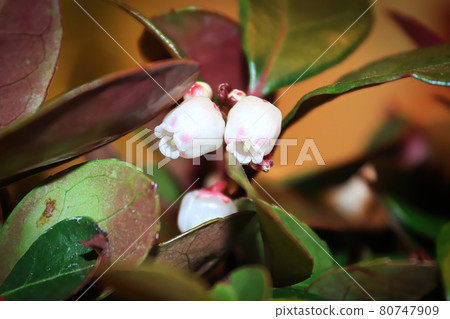 Delicate pink and cream flowers on a wintergreen plant Delicate pink and cream flowers on a wintergreen plant 80747909