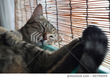 Sleeping Kijitora 80748004