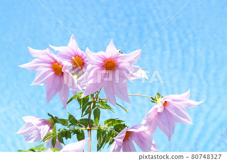 大麗花皇帝和波浪雲 80748327