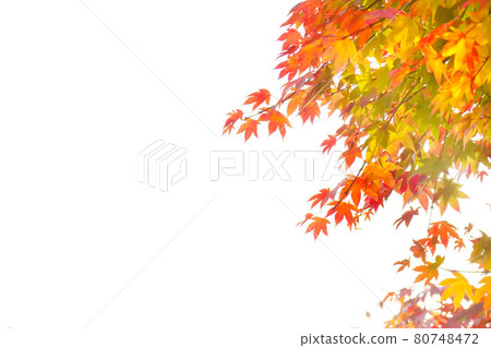秋楓白底 80748472