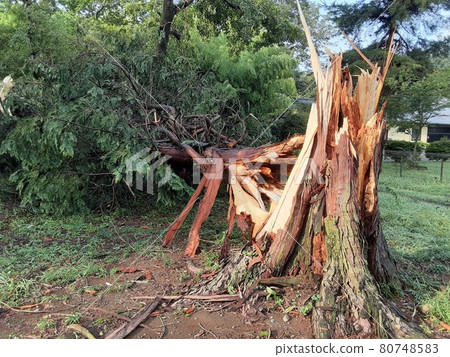 被閃電折斷的樹的橫截面 80748583