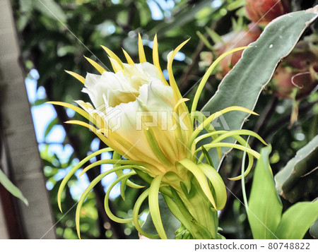 Night-blooming cereus flower  80748822