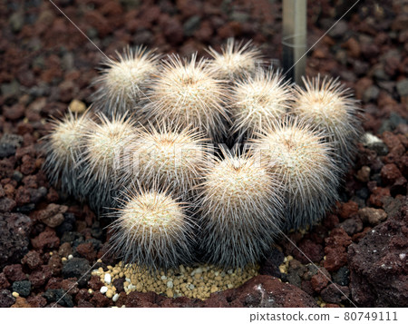 Cactus Mammillaria seal Cactus Mammillaria seal 80749111