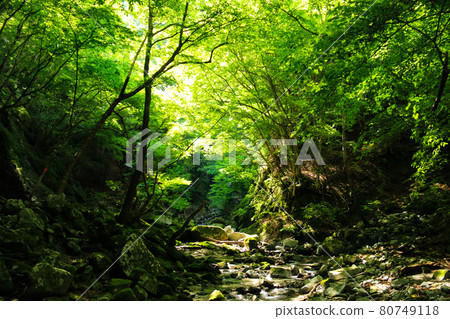 Summer in Nishitanzawa, walking in Nishizawazawa Summer in Nishitanzawa, walking in Nishizawazawa 80749118