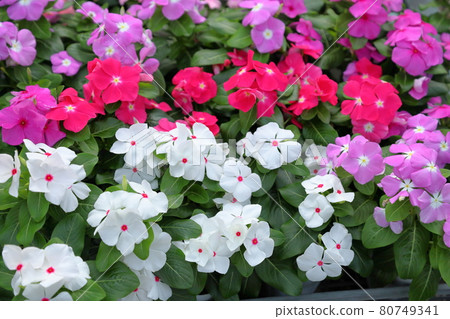 Flowers of Nicinchis radix 80749341