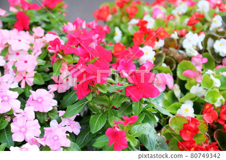 Nicinchis基數花 Nicinchis基數花 80749342