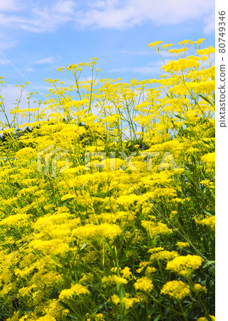 Herd of Joro flowers Herd of Joro flowers 80749346
