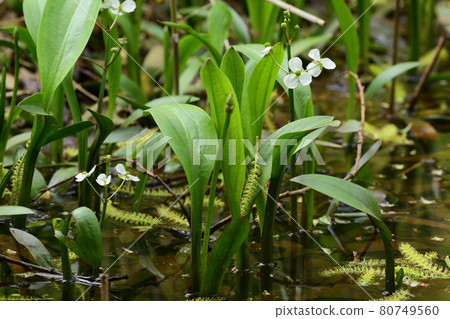 Alisma canalicum 9 80749560