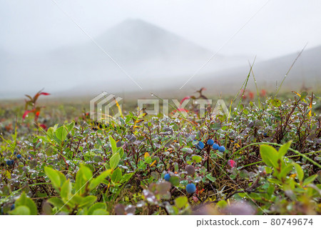 Blueberries (Vaccinium uliginosum) in the tundra on the background of mountains. 80749674