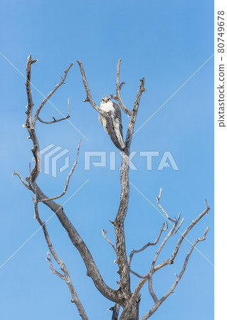 Gyrfalcon sits on the branches of a tree. 80749678