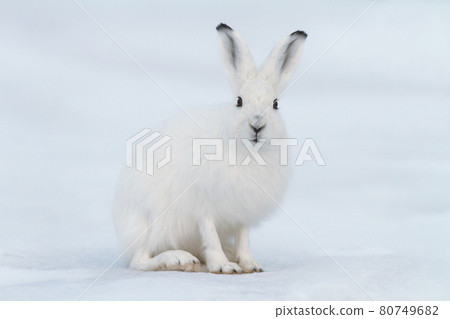 White hare (Lepus timidus) 80749682